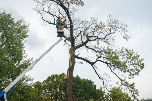 Trusted Gordon, GA Tree Care Experts